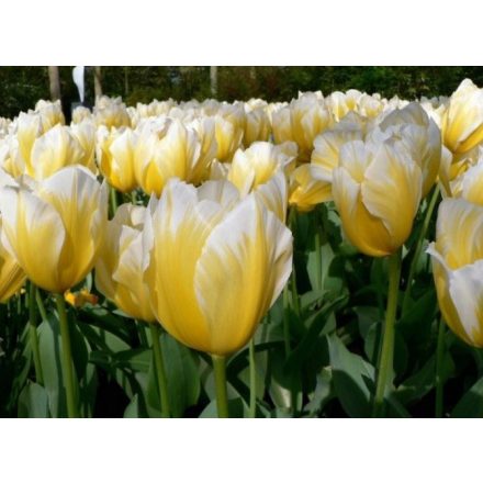 Holland tulipán