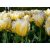 Holland tulipán