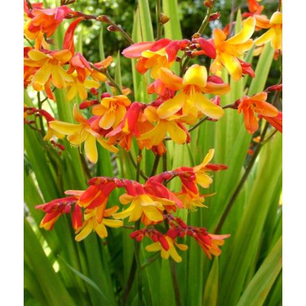 Holland crocosmia